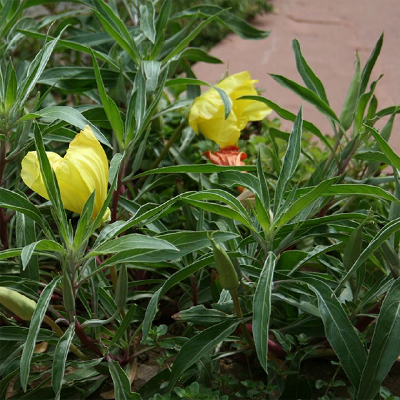 Oenothera missouriensis - Onagre du Missouri (Feuillage)