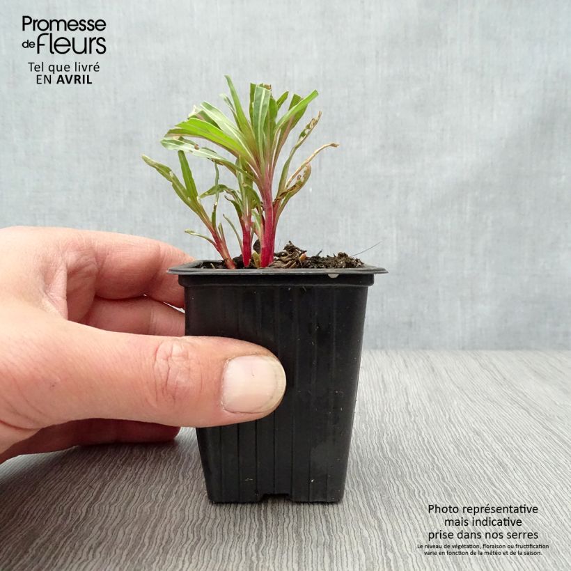 Spécimen de Oenothera missouriensis - Onagre du Missouri Godet de 9cm tel que livré au printemps