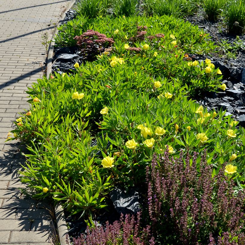 Oenothera missouriensis - Onagre du Missouri (Port)