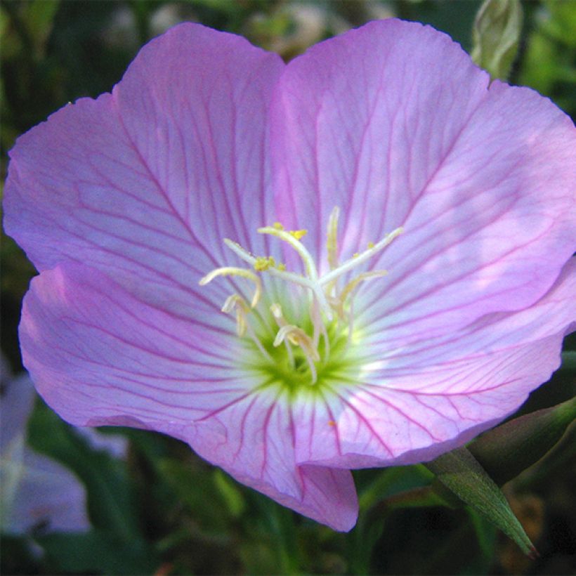 Oenothera speciosa - Oenothère rose (Floraison)