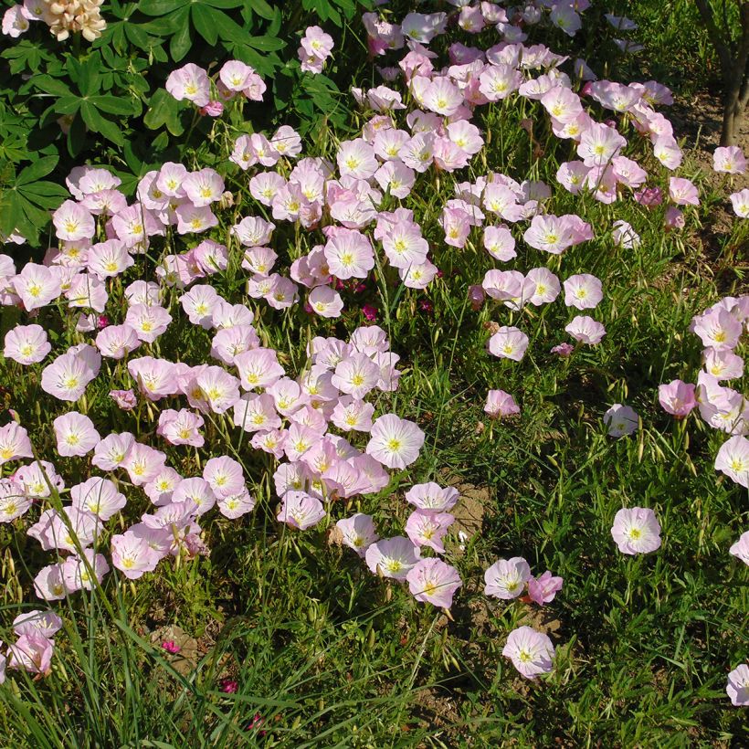 Oenothera speciosa - Oenothère rose (Port)