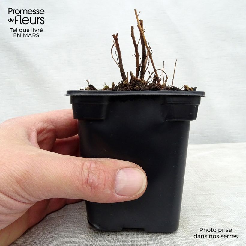 Spécimen de Oenothera speciosa - Oenothère rose Godet de 8 cm tel que livré au printemps