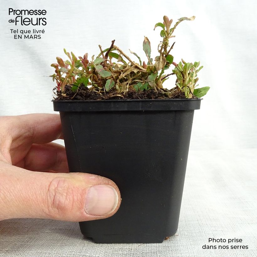 Spécimen de Oenothera speciosa Siskiyou - Onagre rose  Godet de 9cm tel que livré au printemps