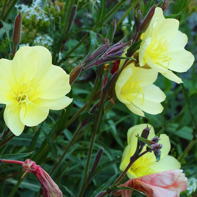 Oenothère, Oenothera stricta Sulphurea (Floraison)