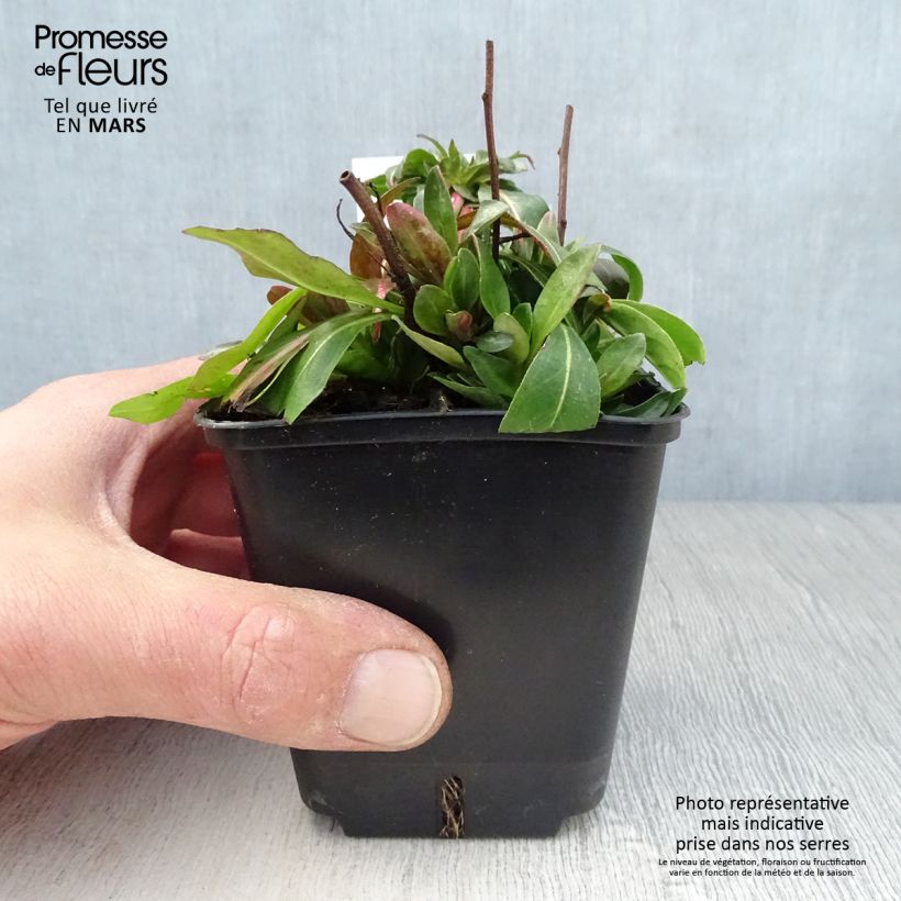 Spécimen de Oenothera tetragona - Onagre tétragone Godet de 9cm tel que livré au printemps