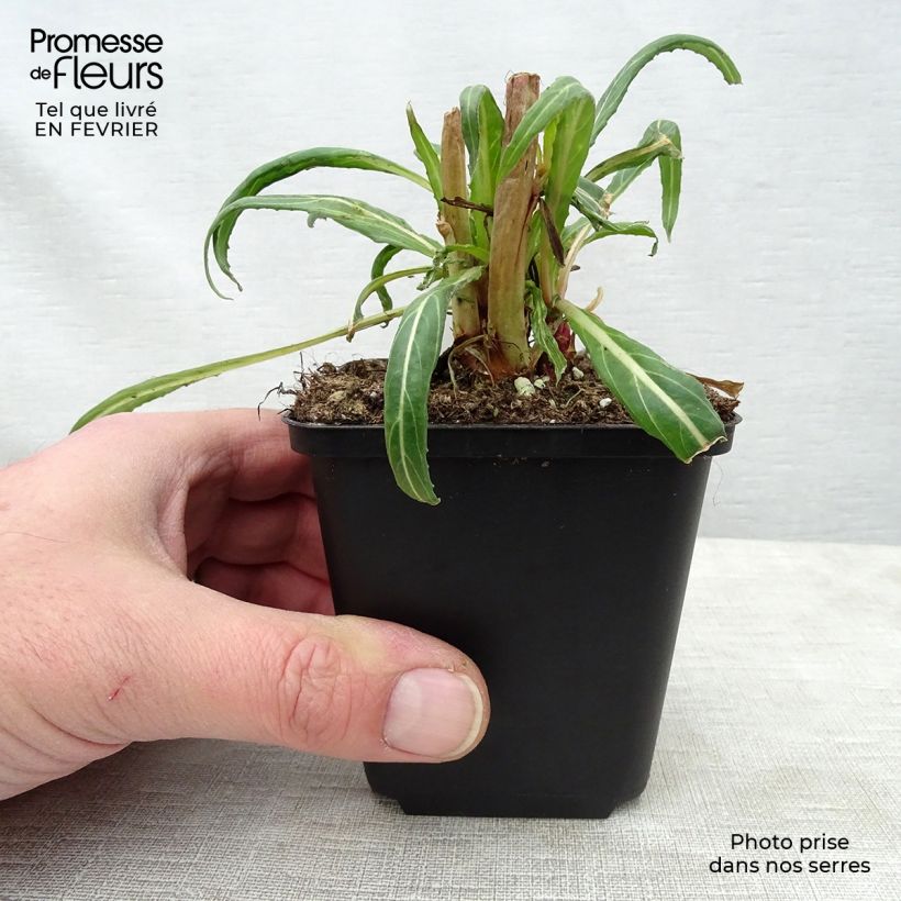 Spécimen de Oenothera versicolor - Oenothère, Onagre tel que livré en hiver