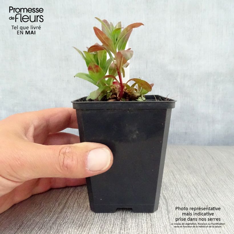 Spécimen de Oenothère Michelle Ploeger - Oenothera fruticosa Michelle Ploeger  Godet de 9cm tel que livré au printemps