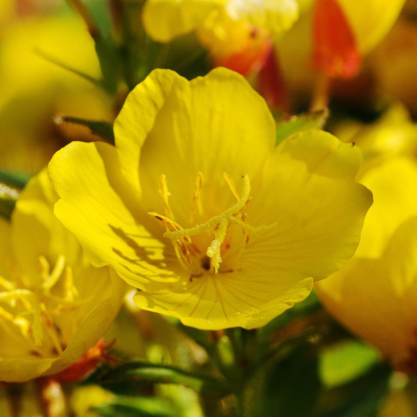 Oenothère, Oenothera Pénélope Hobhouse (Floraison)