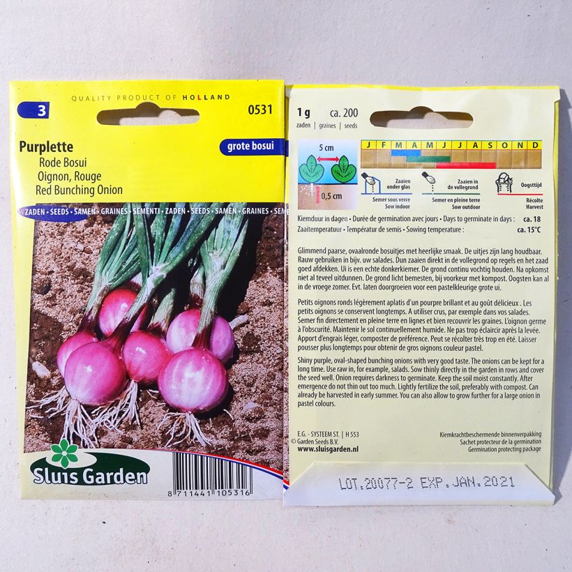 Exemple de spécimen de Oignon Purplette - Allium cepa Graines tel que livré