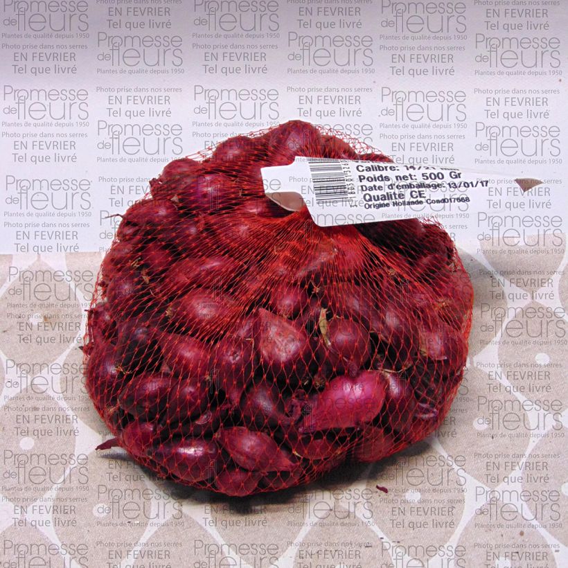 Exemple de spécimen de Oignon Red Karmen (rouge) en plants - Allium cepa BIO tel que livré