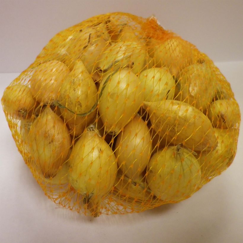 Exemple de spécimen de Oignon Senshyu Yellow en plants (plantation d'automne) tel que livré