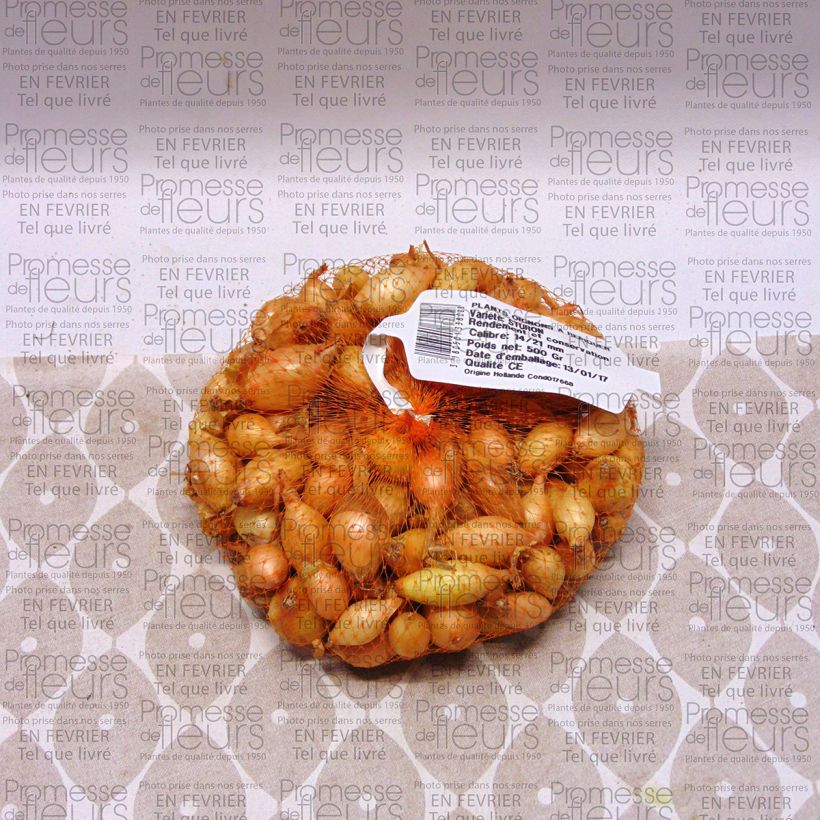 Exemple de spécimen de Oignon Sturon - Allium Cepa en plants Pièce calibre 14/21 mm, Sac de 500g tel que livré