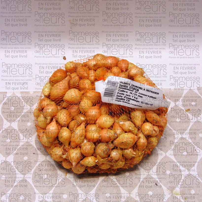 Exemple de spécimen de Oignon Sturon - Allium Cepa en plants Pièce calibre 14/21 mm, Sac de 1Kg (env. 40 plants) tel que livré