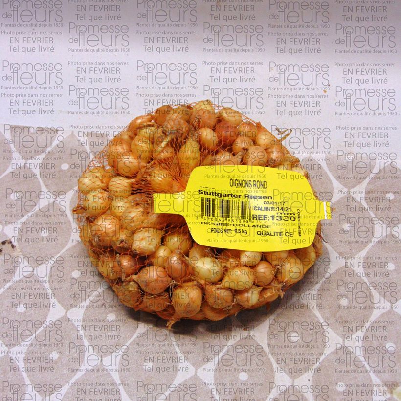 Exemple de spécimen de Oignon Stuttgarter Riesen - Allium cepa en plants Pièce calibre 14/21 mm, Sac de 500g tel que livré