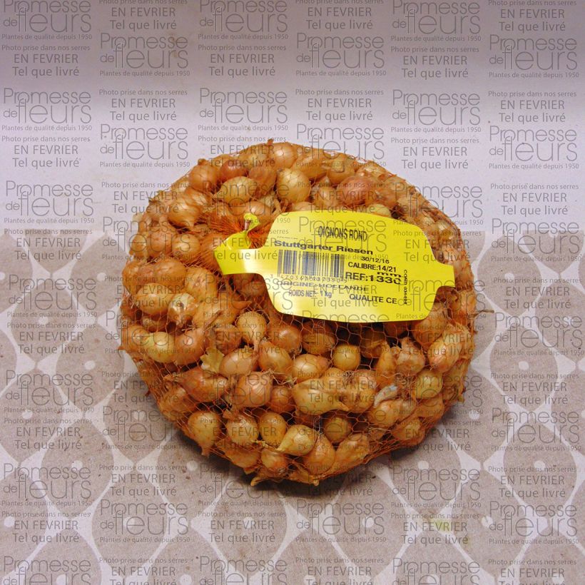 Exemple de spécimen de Oignon Stuttgarter Riesen - Allium cepa en plants Pièce calibre 14/21 mm, Sac de 1Kg (env. 40 plants) tel que livré