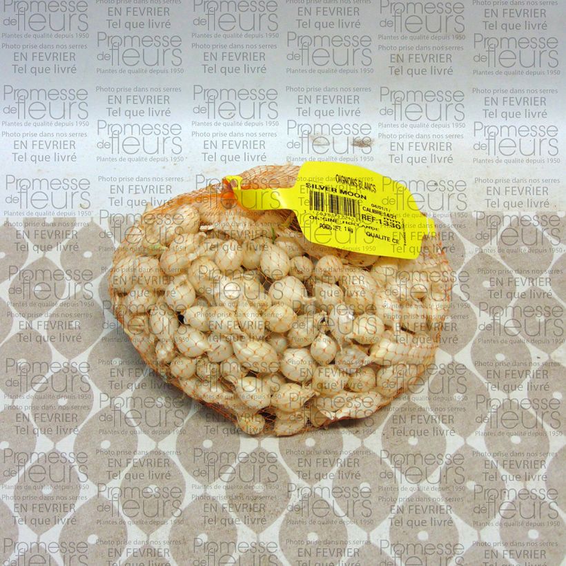 Exemple de spécimen de Oignon blanc - Allium cepa en plants Pièce calibre 14/21 mm, Sac de 1Kg (env. 40 plants) tel que livré