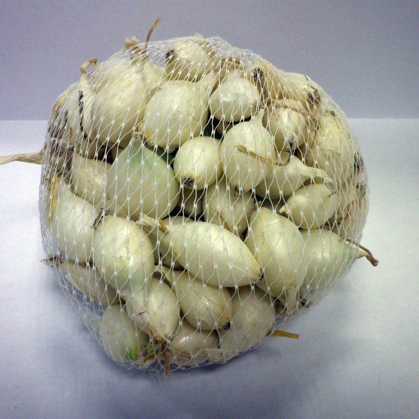 Exemple de spécimen de Oignon blanc - White Globle - en plants (plantation automne) Pièce calibre 14/21 mm, Sac de 500g tel que livré