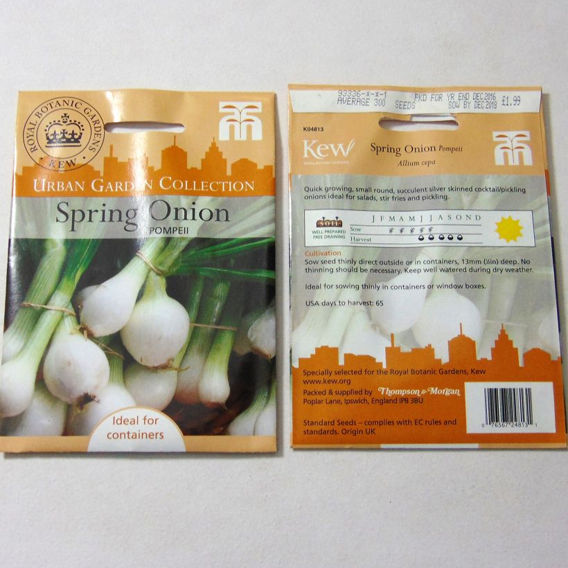 Exemple de spécimen de Oignon blanc de Pompeii - Allium cepa Graines tel que livré