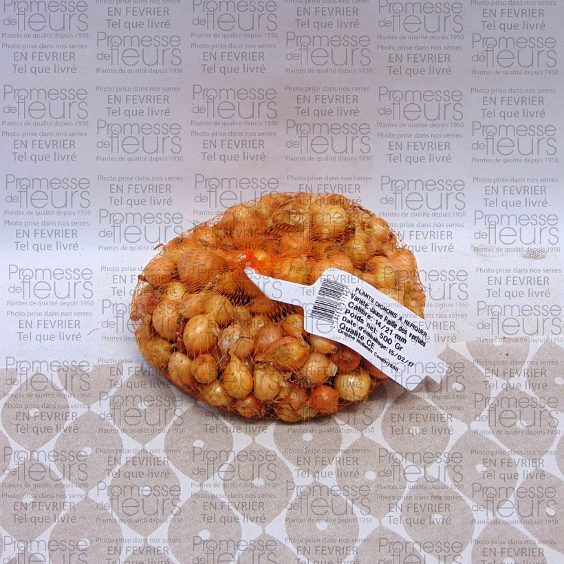 Exemple de spécimen de Oignon jaune Paille des Vertus - Allium cepa en plants Pièce calibre 14/21 mm, Sac de 500g tel que livré
