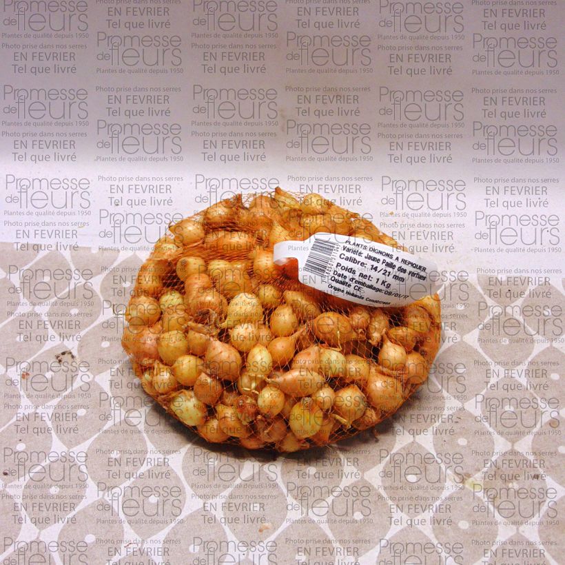 Exemple de spécimen de Oignon jaune Paille des Vertus - Allium cepa en plants Pièce calibre 14/21 mm, Sac de 1Kg (env. 40 plants) tel que livré