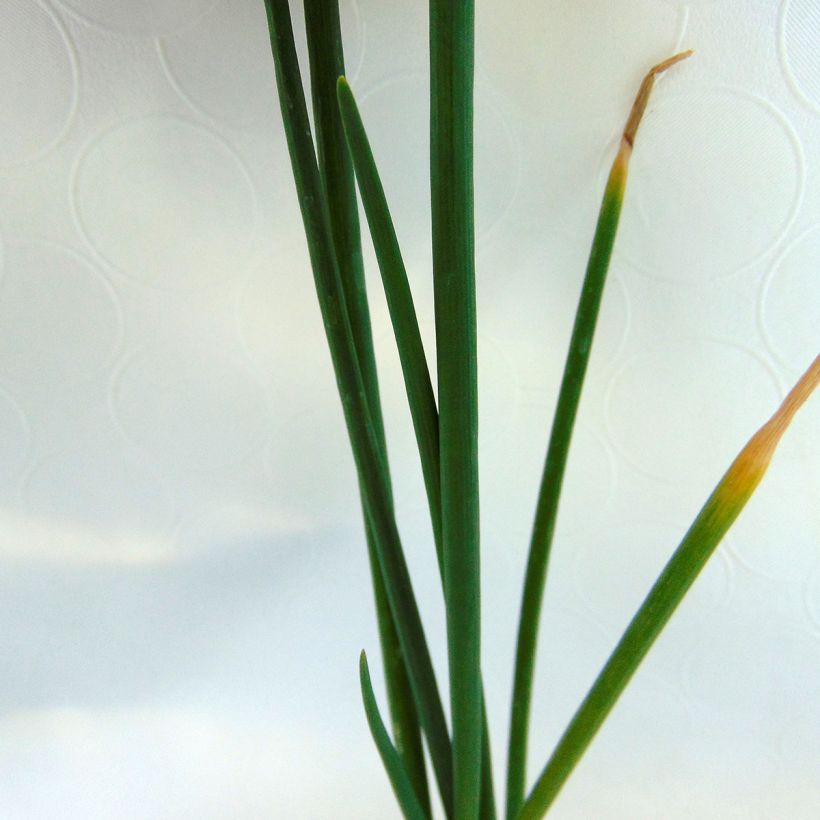 Oignon rocambole - Allium cepa proliferum - Oignon d'Egypte (Feuillage)