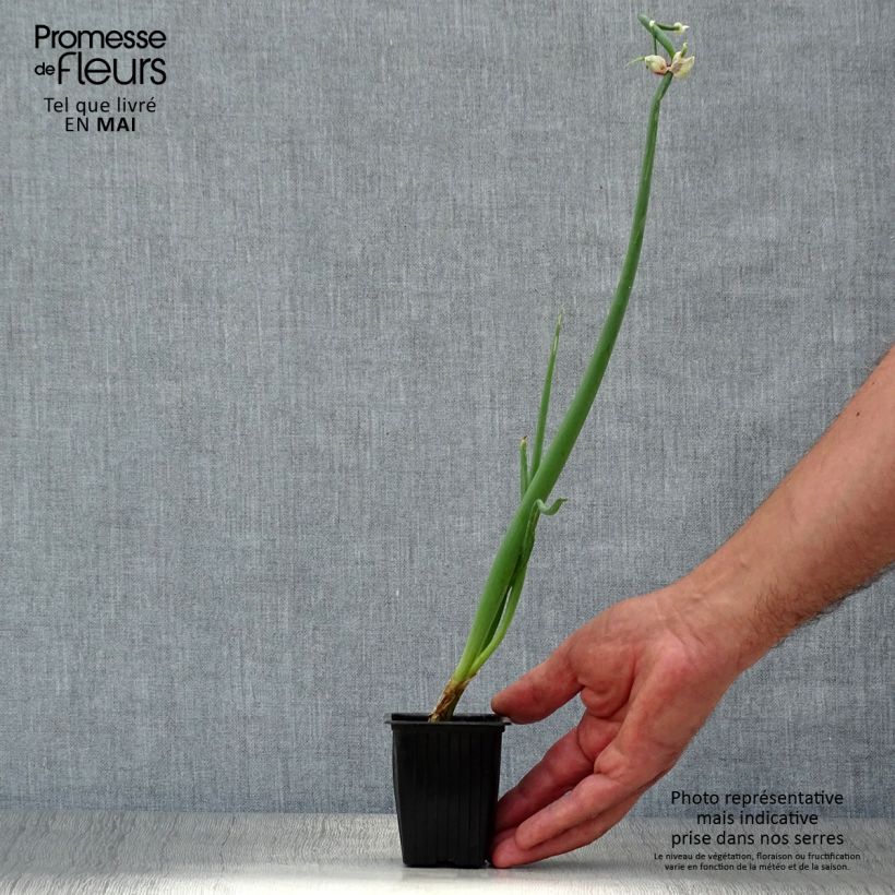 Spécimen de Oignon rocambole - Allium cepa proliferum - Oignon d'Egypte tel que livré au printemps