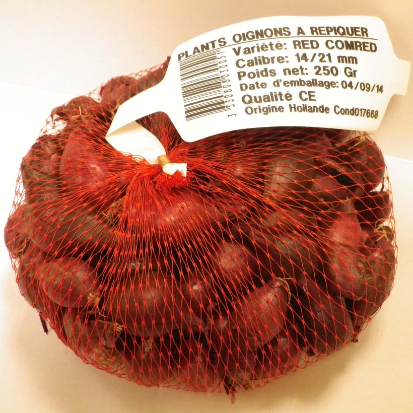 Exemple de spécimen de Oignon rouge Red Karmen en plants (plantation automne) - sac de 500g tel que livré