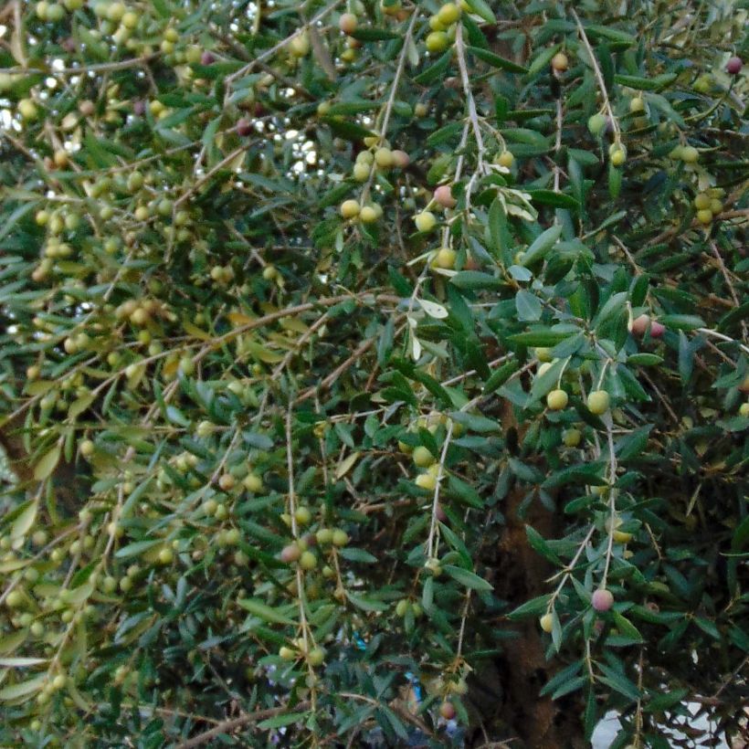 Olivier sur tige - Olea europaea (Feuillage)