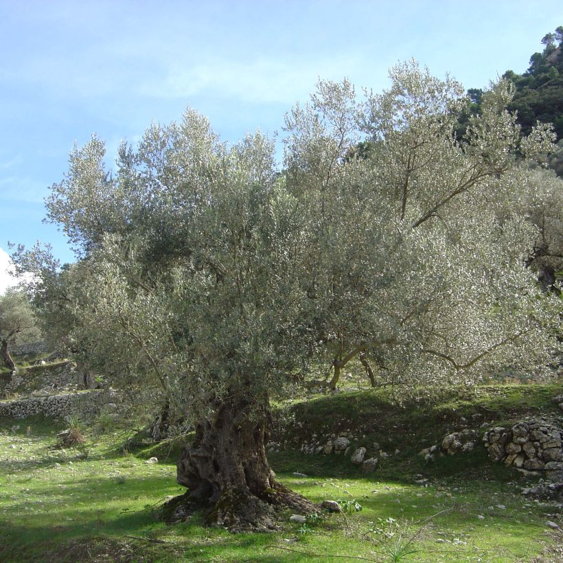 Olivier sur tige - Olea europaea (Port)