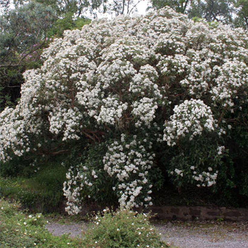 Olearia macrodonta Major - Houx de Nouvelle-Zélande (Floraison)