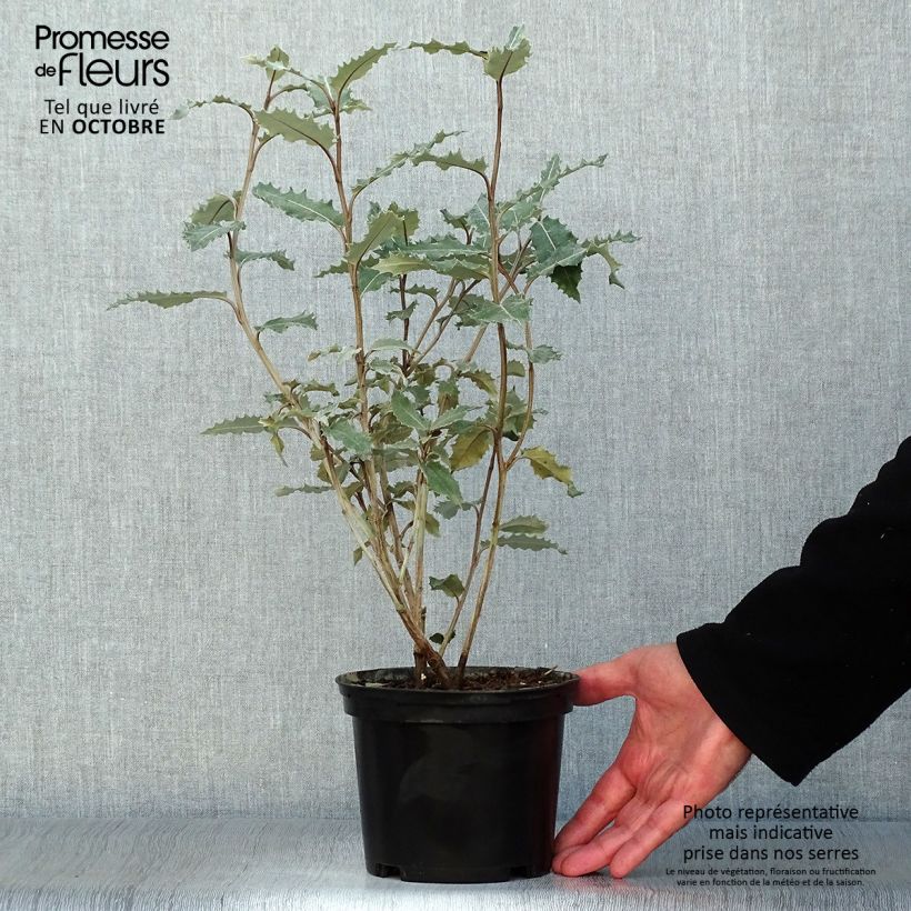 Spécimen de Olearia macrodonta Major - Houx de Nouvelle-Zélande Pot de 2L/3L tel que livré en automne