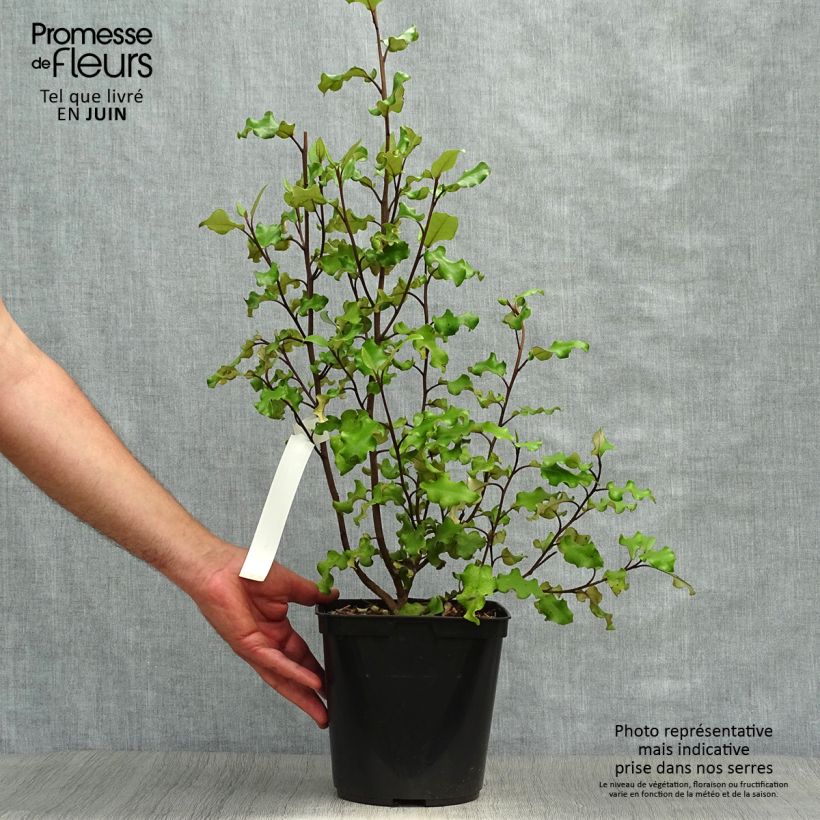 Spécimen de Olearia paniculata - Aster en arbre Pot de 4L/5L tel que livré en été