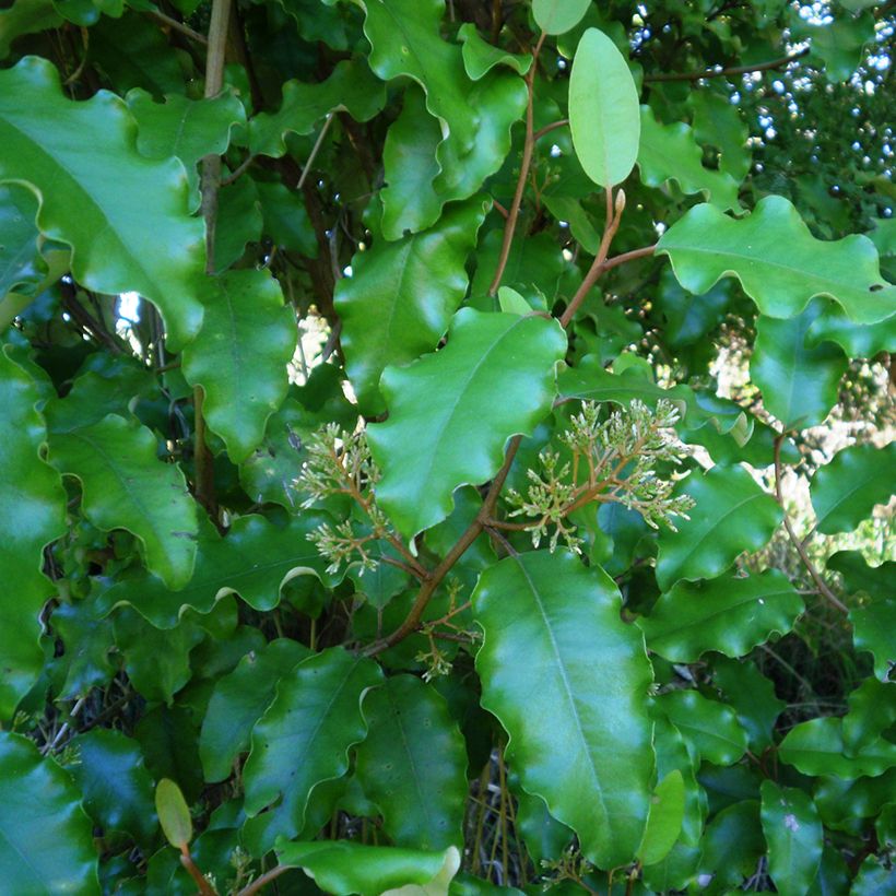 Olearia paniculata - Aster en arbre (Feuillage)