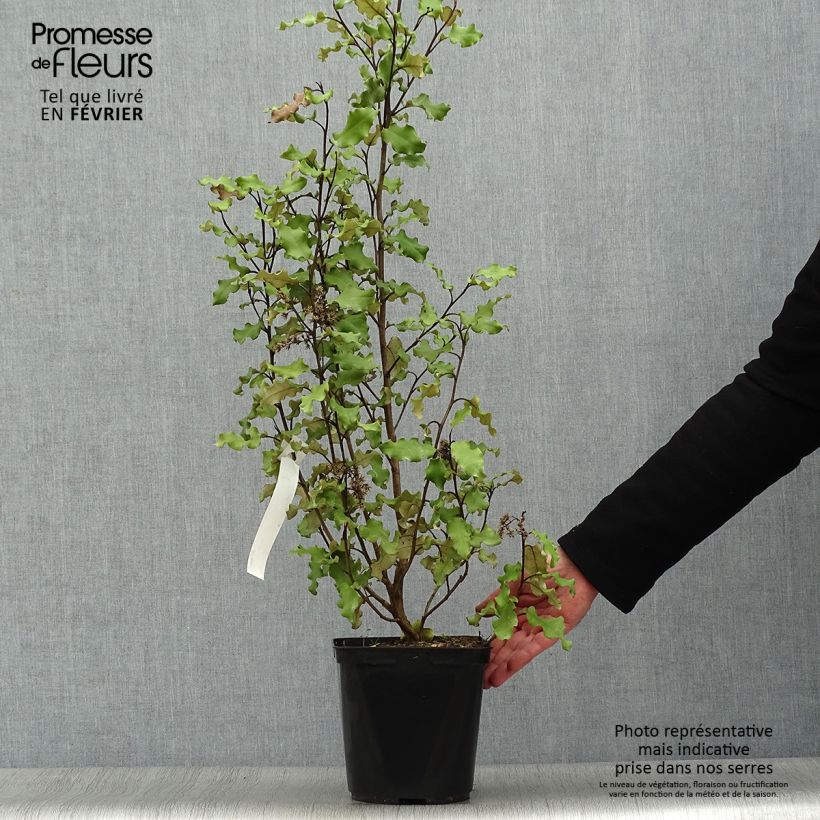 Spécimen de Olearia paniculata - Aster en arbre tel que livré en hiver