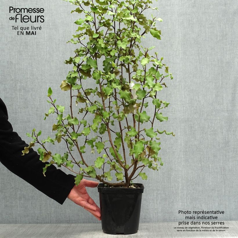 Spécimen de Olearia paniculata - Aster en arbre tel que livré au printemps