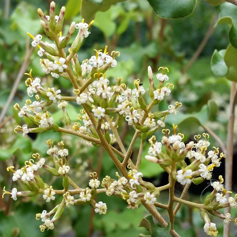 Olearia paniculata - Aster en arbre (Floraison)