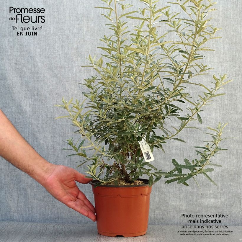 Spécimen de Olearia scilloniensis Pot de 3L/4L tel que livré en été