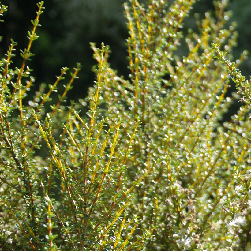 Olearia solandri Aurea  (Feuillage)