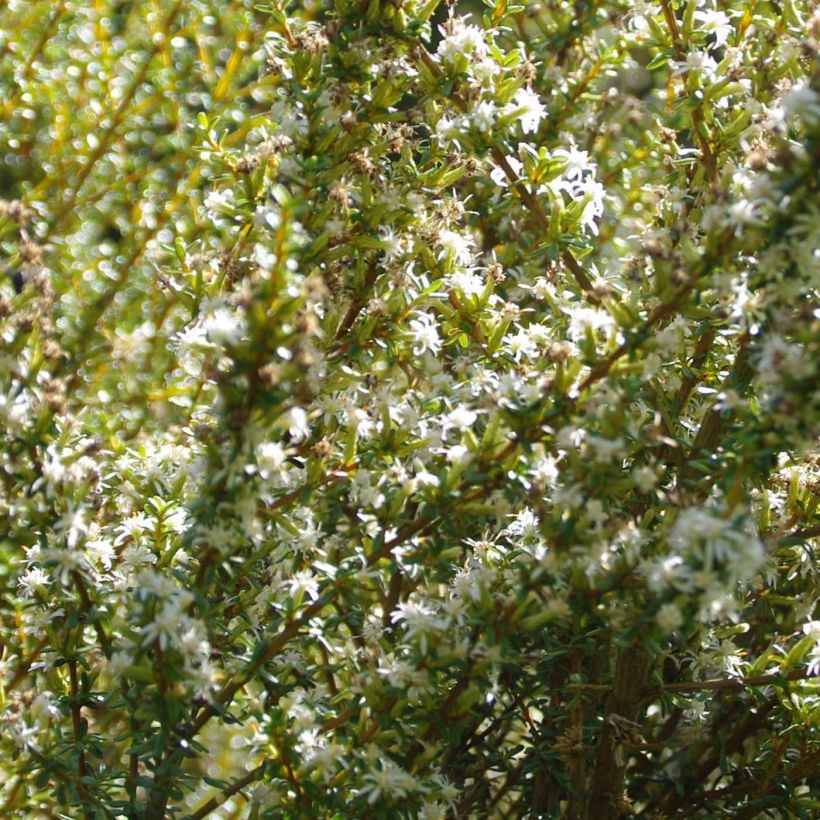 Olearia solandri Aurea  (Floraison)