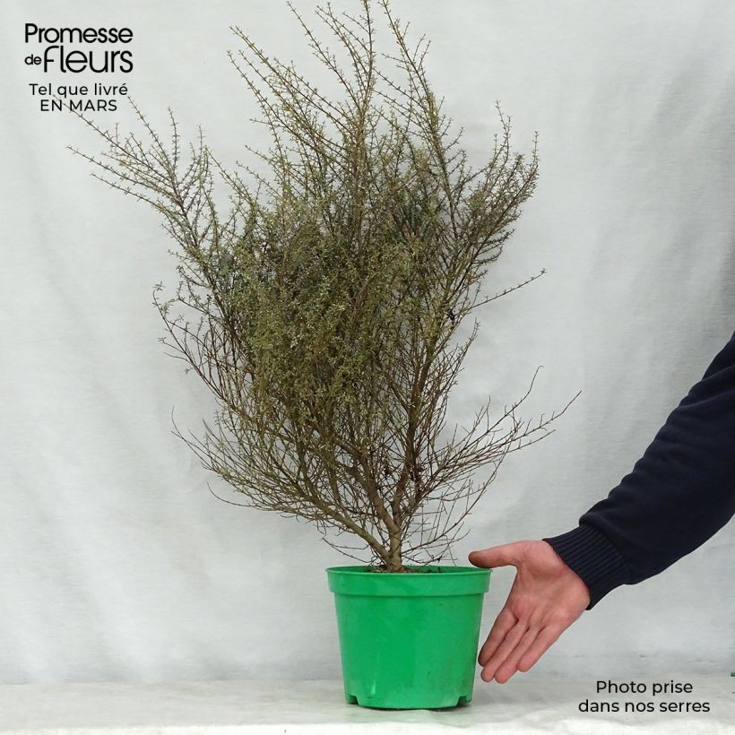 Spécimen de Olearia solandri Aurea  Pot de 2L/3L tel que livré au printemps