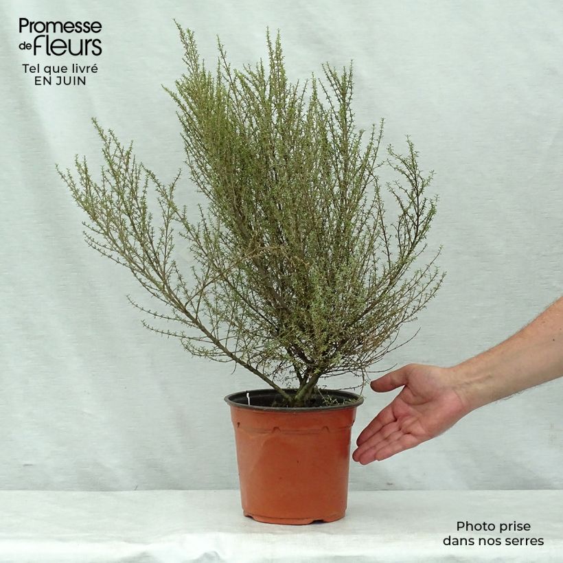 Spécimen de Olearia solandri Aurea  Pot de 2L/3L tel que livré en été
