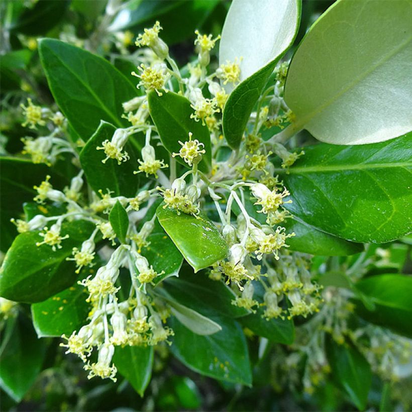 Olearia traversii (Floraison)