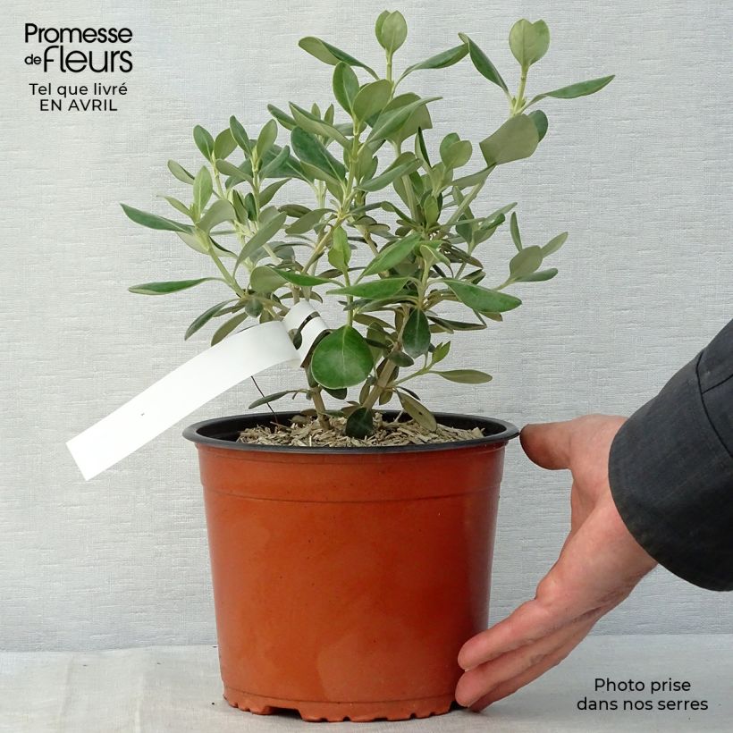 Spécimen de Olearia traversii Pot de 2L/3L tel que livré au printemps