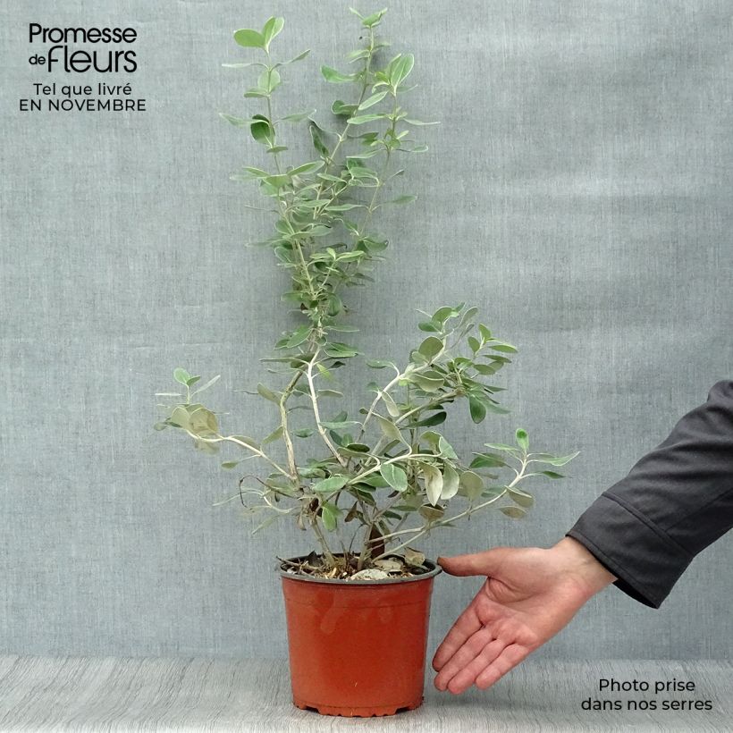 Spécimen de Olearia traversii Pot de 2L/3L tel que livré en automne