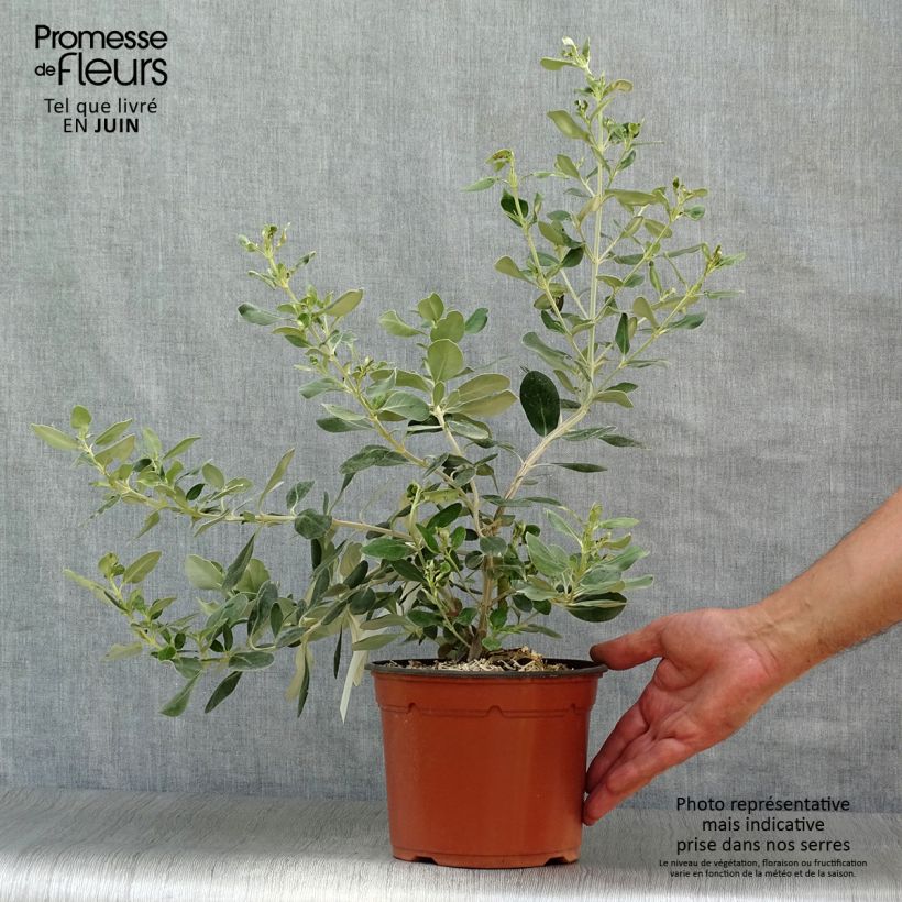 Spécimen de Olearia traversii Pot de 2L/3L tel que livré en été