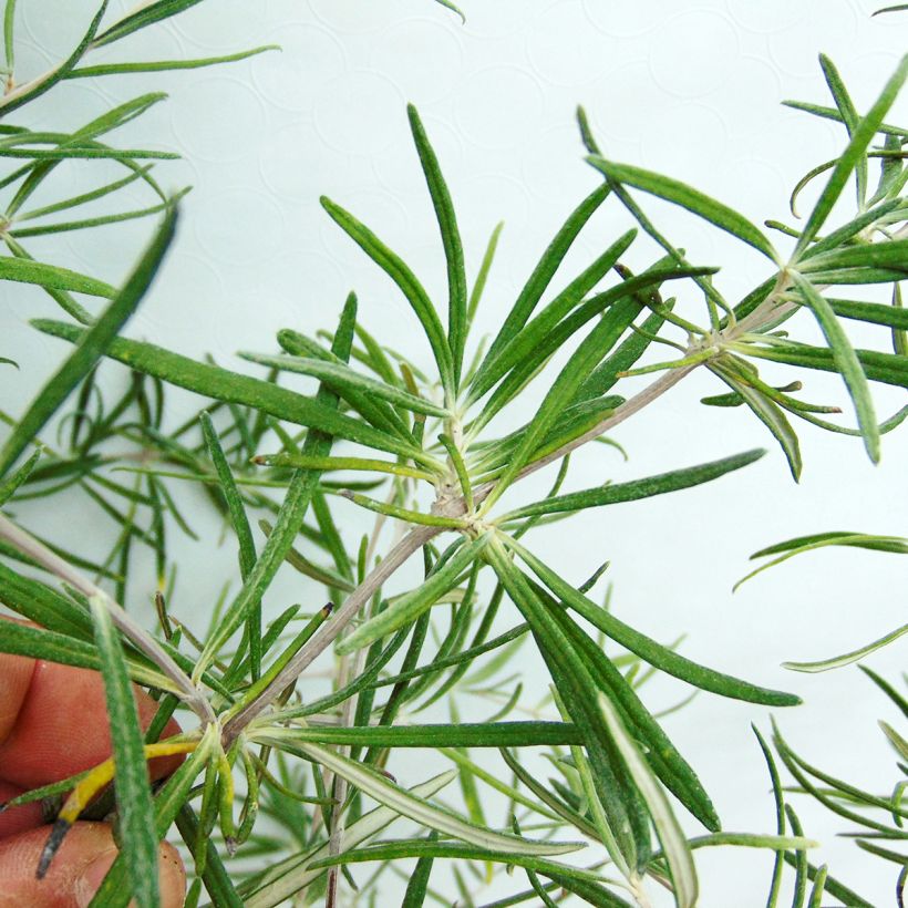 Olearia virgata (Feuillage)