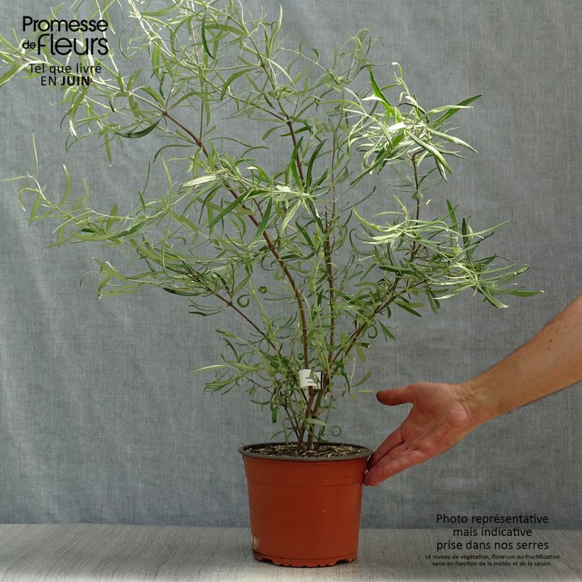 Spécimen de Olearia virgata Pot de 2L/3L tel que livré en été