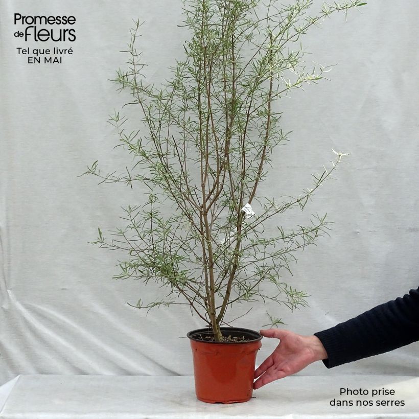Spécimen de Olearia virgata Pot de 2L/3L tel que livré au printemps