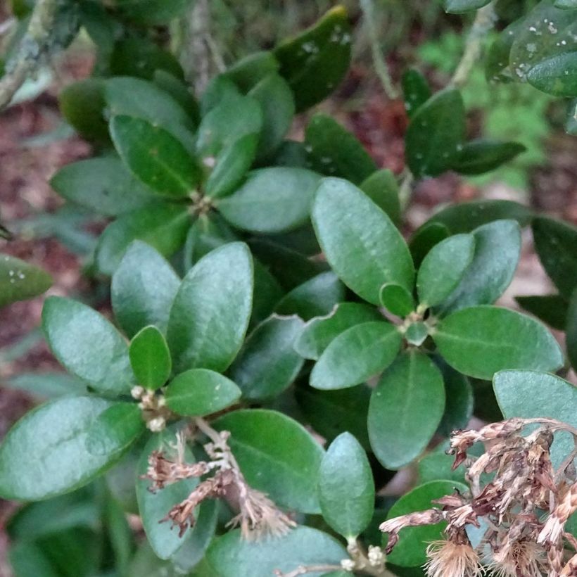 Olearia (x)  haastii - Aster en arbre (Feuillage)