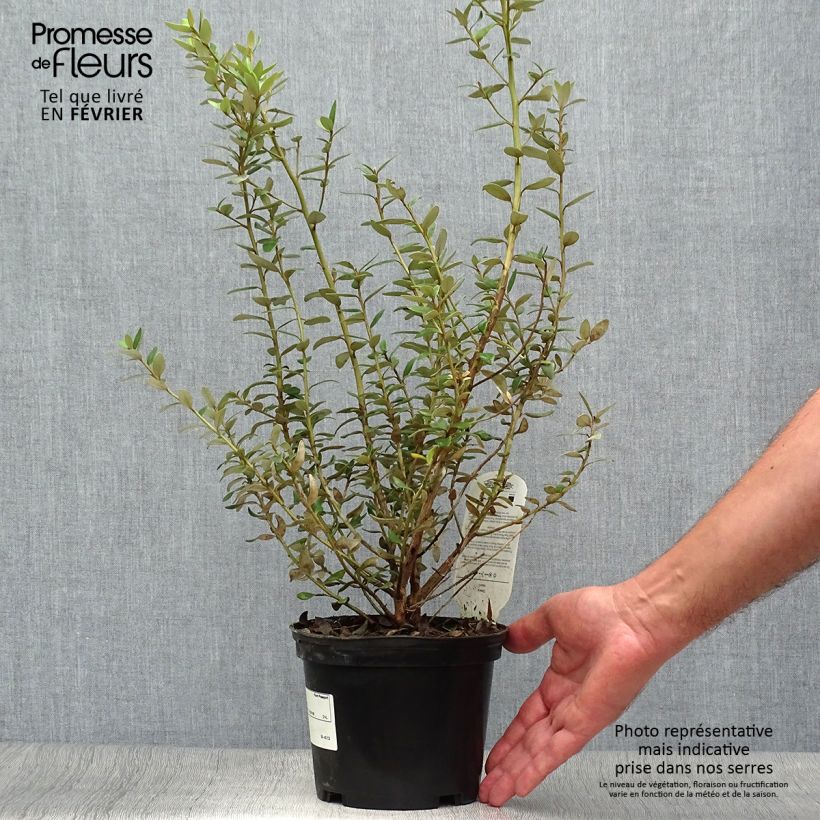 Spécimen de Olearia (x)  haastii - Aster en arbre Pot de 2L/3L tel que livré en automne